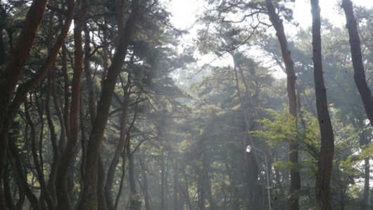 거창군, 웅양 동호숲 '국가산림문화자산' 지정